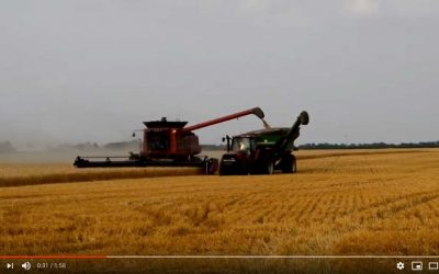 2012 Wheat Harvest