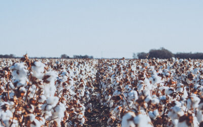 2022 Cotton